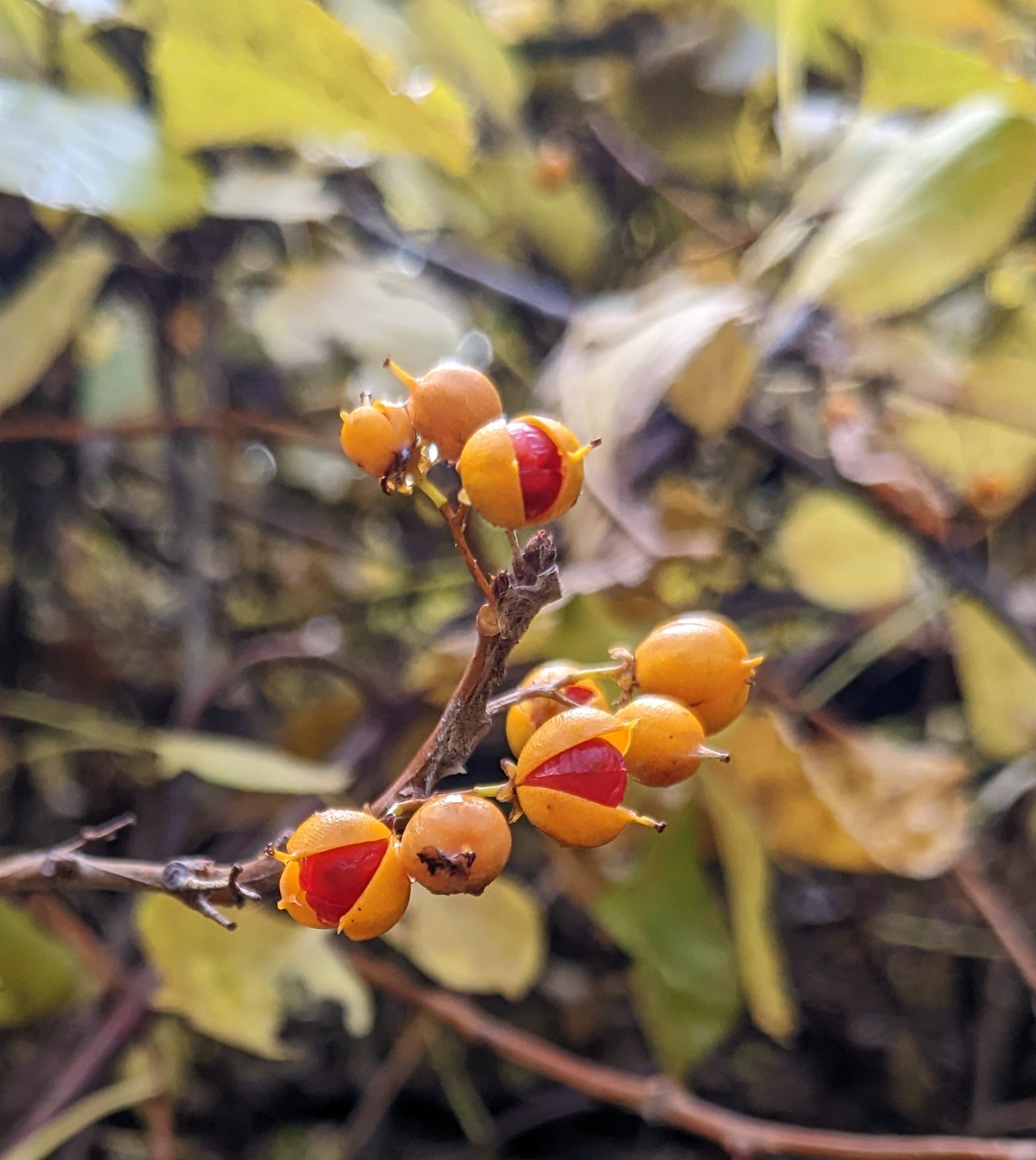 species-spotlight-asiatic-bittersweet-vermont-invasives